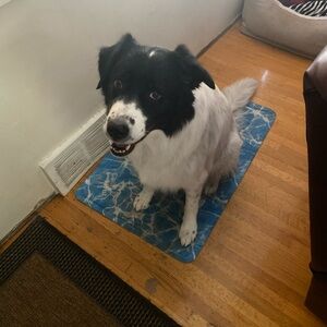 Meet your Posher, Amine